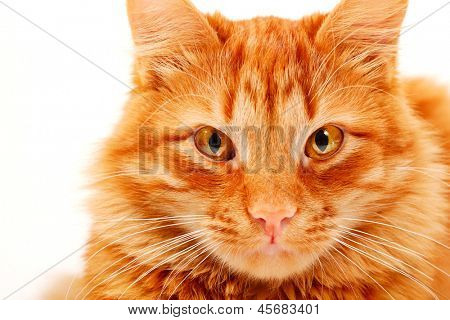 Gato rojo mintiendo y posando en estudio, closeup retrato sobre fondo blanco