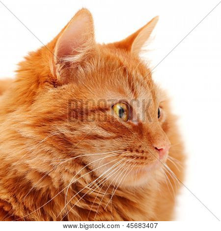 Closeup retrato de hermoso gato rojo grande mintiendo y posando en el fondo de estudio, blanco