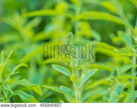 Young Plants With Green Fresh Shoots Of Spiraea Salicifolia, Or Bridewort, Willowleaf Meadowsweet