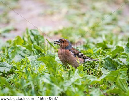 Common Chaffinch, Fringilla Coelebs, Sits On The Ground In Spring. Common Chaffinch In Wildlife.