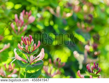 Pink Honeysuckle Buds And Flowers In A Sunny Garden. Lonicera Etrusca Santi Caprifolium,  Woodbine I