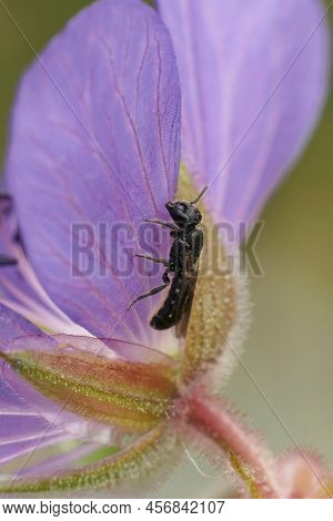 Closeup On A Small Harebell Carpenter Bee, Chelostoma Campanularum, Resting On The Backside Of A Blu