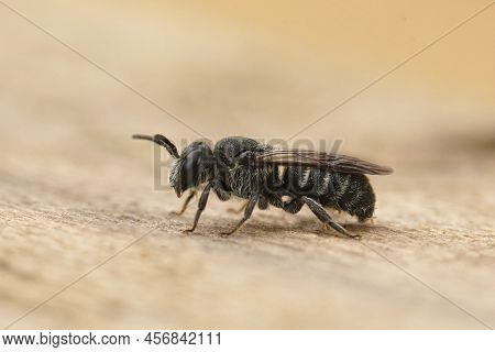 Closeup On A Small Female Cleptoparasite Dark Bee, Stelis Breviuscula Sitting On Wood In The Garden