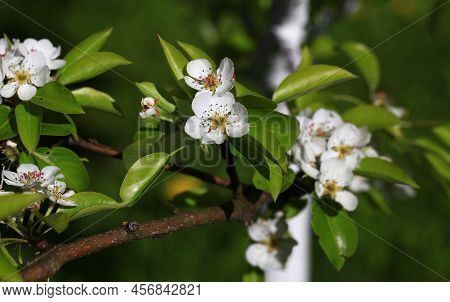Blooming Cherry Tree In The Home Garden. Cherry Flowers In A Home Garden Close Up. A Bouquet Flowers