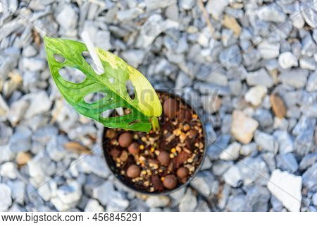 Monstera Adansonii Aurea Variegated Giant In The Pot