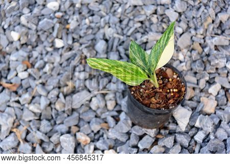 Monstera Standleyana Aurea Variegated In The Pot