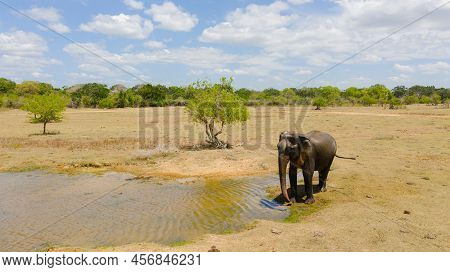 Wild Ceylon Elephant In Its Natural Habitat. Kumana National Park. Sri Lanka.