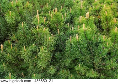 Mountain Pine Tree Pinus Mugo With Buds, Long Branch And Coniferous. Mughus Pumilio Cultivar Dwarf I