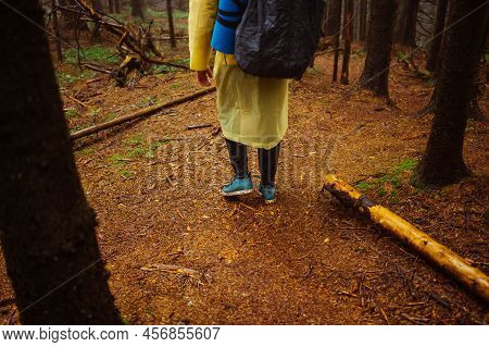 Legs Of A Tourist Man Walks Through A Mountain Pine Forest In The Rain. Background.