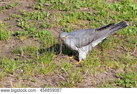 Common Cuckoo, Cuculus Canorus. A Bird Found A Large Worm On The Ground In The Grass