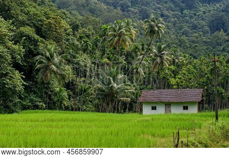 Lonely Farmer's House In The Mid Of The Forest Found In Western Ghats Of India
