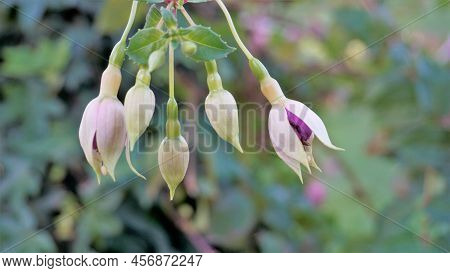Beautiful Flowers Of Fuchsia Magellanica Also Known As Hardy Fuchsia
