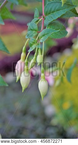 Beautiful Flowers Of Fuchsia Magellanica Also Known As Hardy Fuchsia