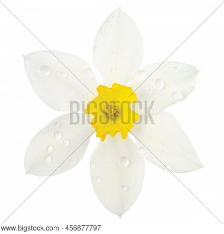 White Daffodil Narcissus L. Blooming Flower Head, Isolated Flat Lay, Rain Water Droplets, Yellow Ama