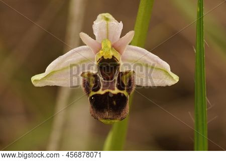 Closeup On The White Flower Of The Rare Woodcock Bee Orchid, Ophrys Scolopax In A Meadwon In Gard, F