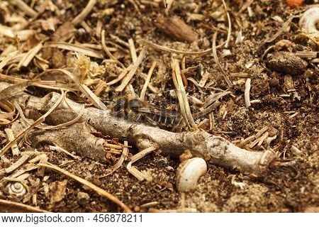 Natural Closeup On A Well Camouflaged Brown Hooked Small-mason Bee, Hoplitis Adunca Sitting On The G