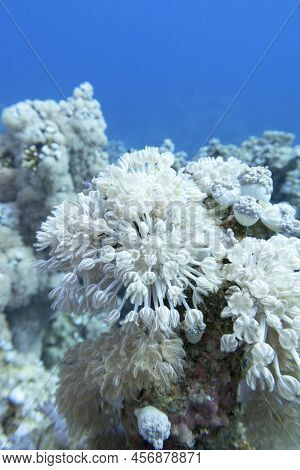 Colorful Coral Reef At The Bottom Of Tropical Sea, Pulsating Xenid Coral, Underwater Landscape