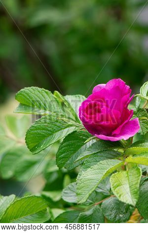 Blooming Rose Rugosa. Rose In The Garden. Pink Rosa Rugosa In Summer Time. Vertical Orientation