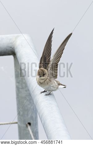 Northern Rough-winged Swallow At Coquitlam Bc Canada