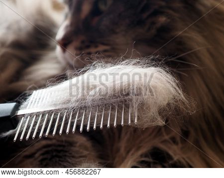 Caring For A Pet. Combing A Gray Cat. Fluffy Cat Hair On A Metal Comb. Close-up. Cat Face In The Bac
