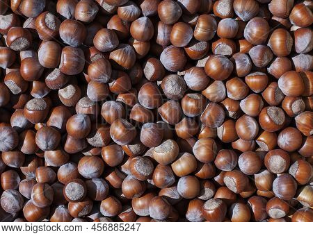 Hazelnut Background, Healthy Food Concept, Food Background, Heap Of  Raw Hazelnuts. Of Fresh Raw Haz