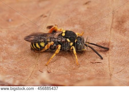 Detailed Closeup On A Blue-eyed Male Blunthorn Nomad Bee, Nomada Flavopicta Sitting On A Dried Leaf
