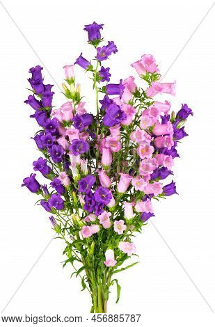 Campanula Medium Flowers Isolated On White Background. Bouquet Of Canterbury Bells Or Bell Flower