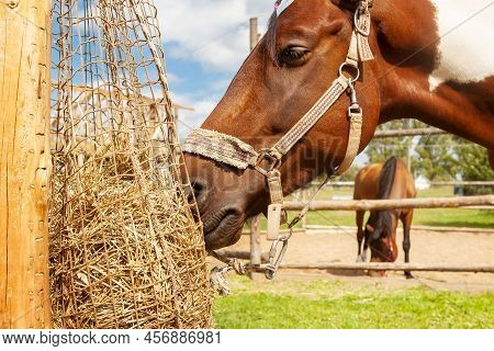 A Horse Eats Hay From A Net Filled With Hay, On A Horse Ranch, Outdoors, On A Summer Sunny Day. Hors