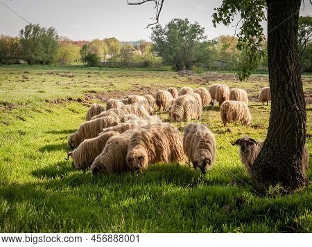 Selective Blur On A Flock And Herd Of White Sheeps, With Short Wool, Standing And Eating In The Gras
