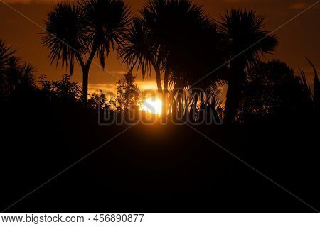 Dark Sky At Sunset Back-lights Nz Cabbage Trees In Silhouette In Okarito, South Island New Zealand.