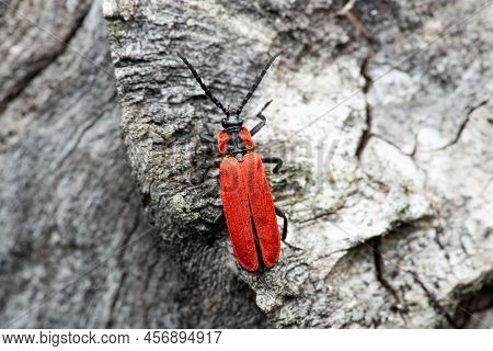 Bright Red Net-winged Beetle (lygistopterus Sanguineus) With Black Spots In The Pine Forest