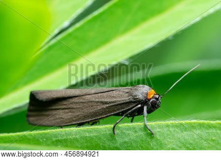 Small Gray Butterfly Red-necked Footman (atolmis Rubricollis) With A Bright Orange Spot On The Leaf