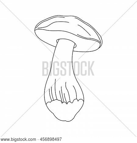 Vector Mushroom On White Background. Illustration Healthy Organic.