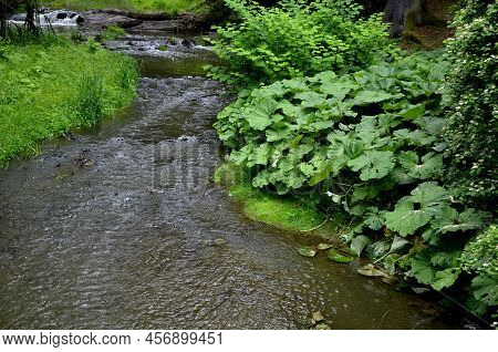 Is A Perennial Strong-smelling Plant Reaching A Height Of 15 To 35 Cm At The Time Of Flowering And L