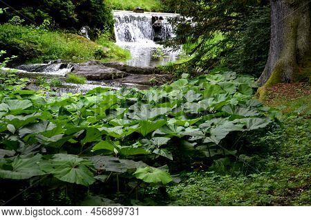 Is A Perennial Strong-smelling Plant Reaching A Height Of 15 To 35 Cm At The Time Of Flowering And L