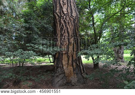 It Is One Of The Three-needle Species And Among The Pines It Also Reaches The Largest Dimensions: Up