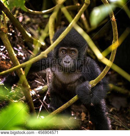 Baby Gorilla, Gorilla Beringei Beringei, In The Undegrowth Or Bwindi Impenetrable Forset, Uganda. Th