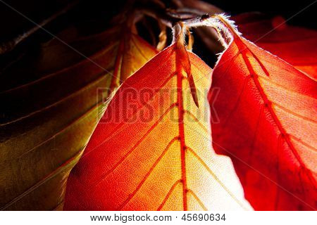 Detailní Foto listů červeného buku. Fagus sylvatica 