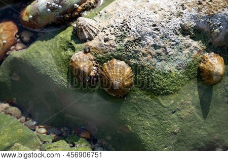Edible Sea Water Molluscs Patella Caerulea, Species Of Limpet In Family Patellidae