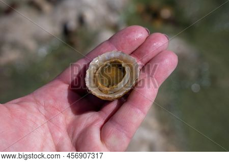 Edible Sea Water Molluscs Patella Caerulea, Species Of Limpet In Family Patellidae