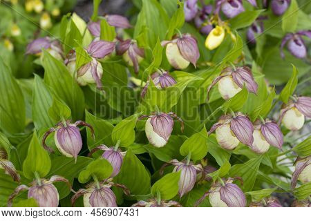 Cypripedium Orchidaceae Blossom Is A Magnificent Flower. Cypripedium Blooming In Nature Horizontal P