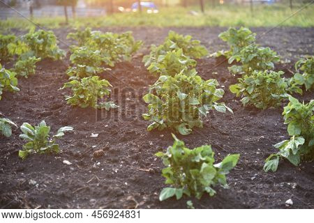 Potato Bushes On The Field In The Spring In The Sun