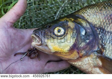 Big Fresh Bream. Freshly Caught River Fish. Large Tasty Fish Close-up. Fishing For Spinning And Feed