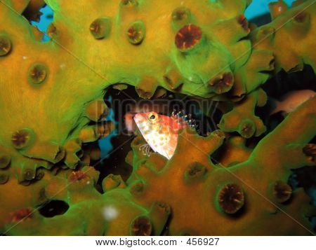 Pesce In corallo