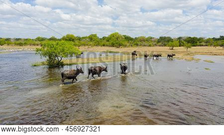 Aerial View Of Water Buffaloes In Kumana National Park. Sri Lanka.