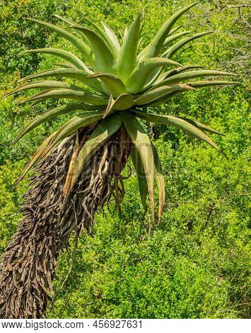 African Aloe In Bush Landscape From Nature Reserve Hluhluwe National Park South Africa