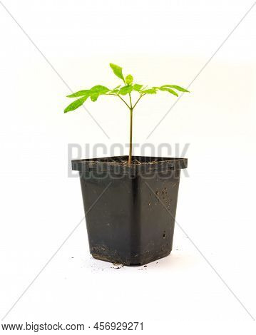 Moringa Or Drumstick Tree Seedling Growing In Black Nursery Pot Isolated On White Background