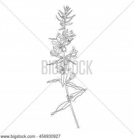 Purple Loosestrife, Lythrum Salicaria, Vector Drawing Wild Plant Isolated At White Background , Hand