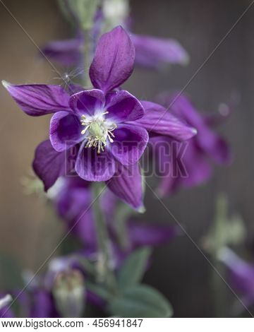 Aquilegia Common Names: Grandmothers Hood, Catchment Areas That Are In Meadows, Woodlands, Ana Of Gr