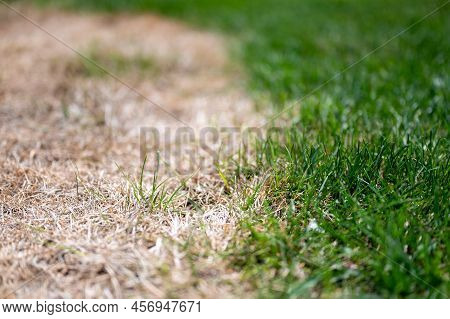 Visible Distinction Between Healthy Lawn And Chemical Burned Grass.